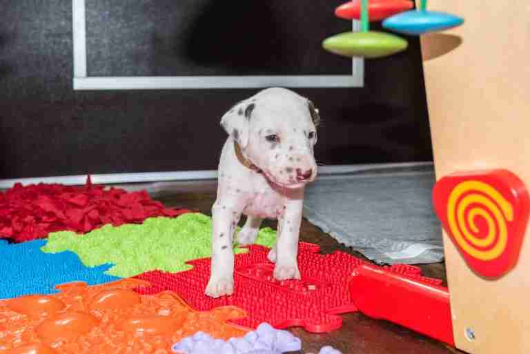 25. Lebenstag - B-Wurf (44)