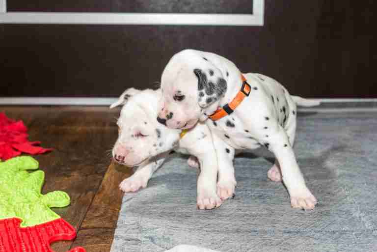 25. Lebenstag - B-Wurf (45)