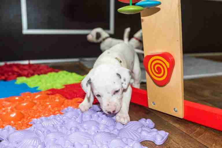 25. Lebenstag - B-Wurf (46)