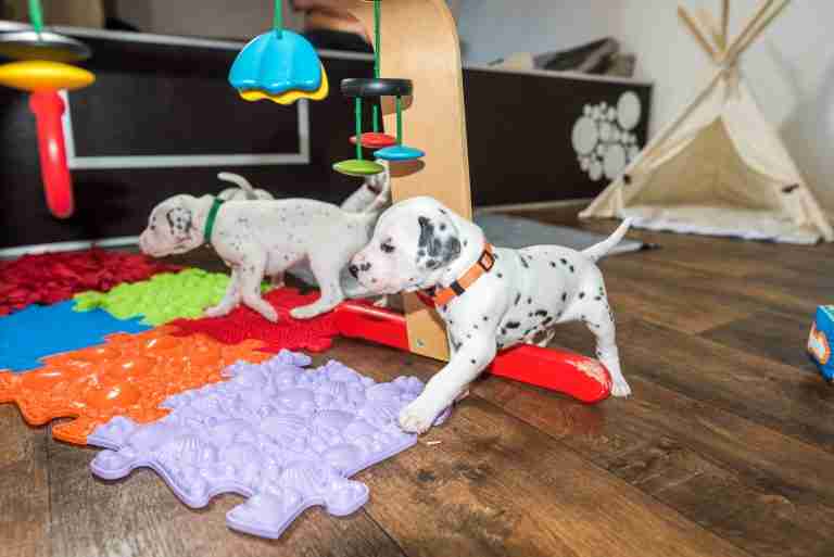 25. Lebenstag - B-Wurf (47)