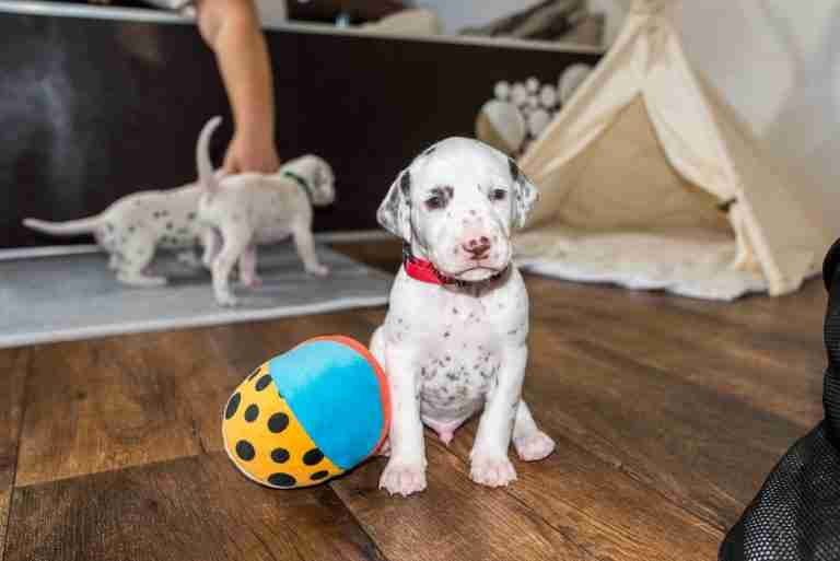 25. Lebenstag - B-Wurf (48)