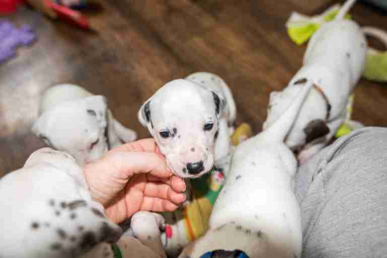 25. Lebenstag - B-Wurf (49)