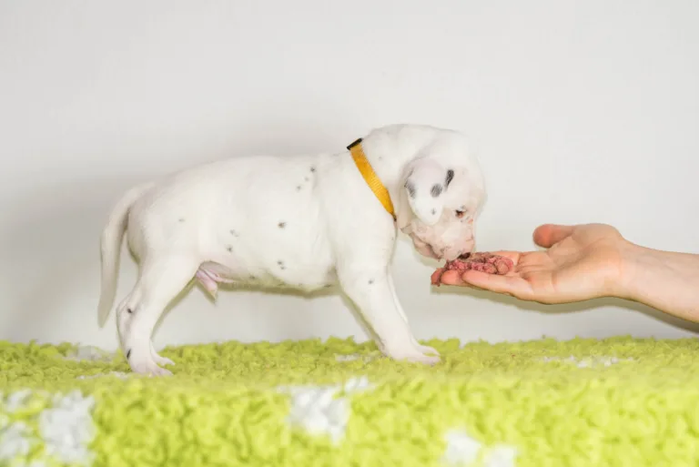 25. Lebenstag - B-Wurf (5)