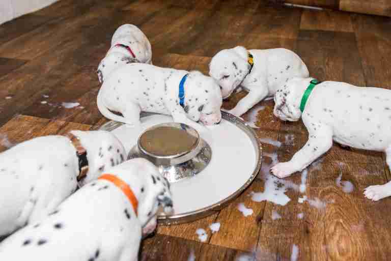 25. Lebenstag - B-Wurf (5)