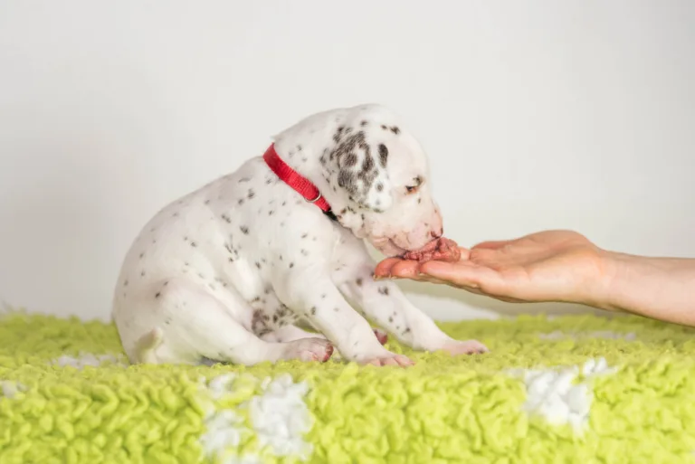 25. Lebenstag - B-Wurf (6)