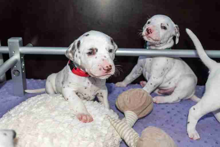 25. Lebenstag - B-Wurf (6)