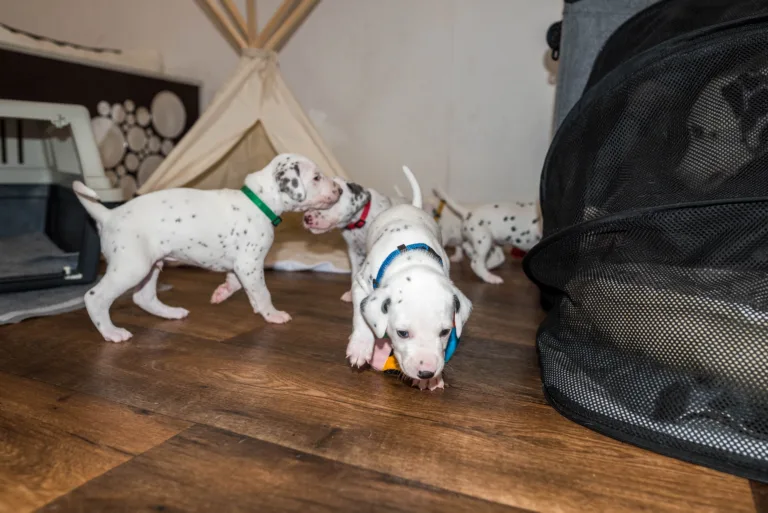 25. Lebenstag - B-Wurf (7)