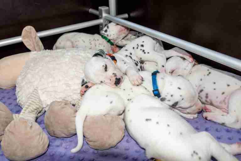 25. Lebenstag - B-Wurf (7)