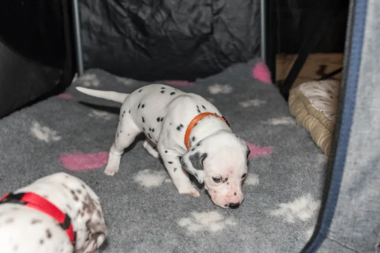 25. Lebenstag - B-Wurf (8)