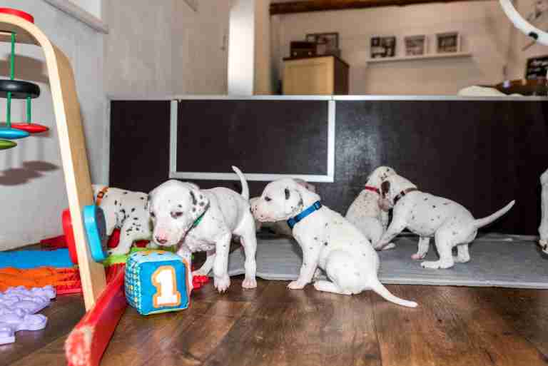 25. Lebenstag - B-Wurf (8)