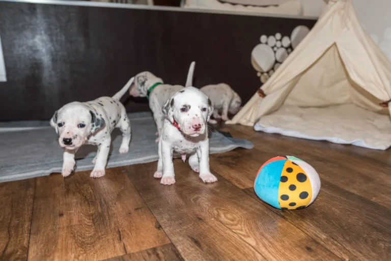 25. Lebenstag - B-Wurf (9)