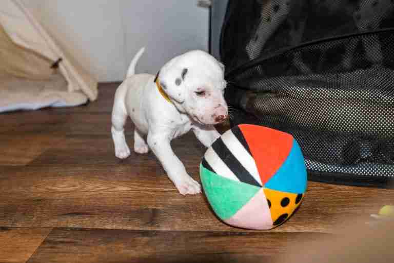 25. Lebenstag - B-Wurf (9)