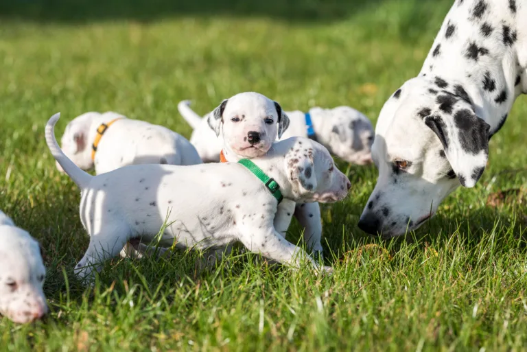 26. Lebenstag - B-Wurf (1)