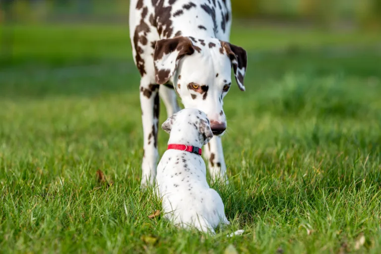 26. Lebenstag - B-Wurf (10)