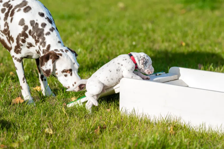 26. Lebenstag - B-Wurf (11)