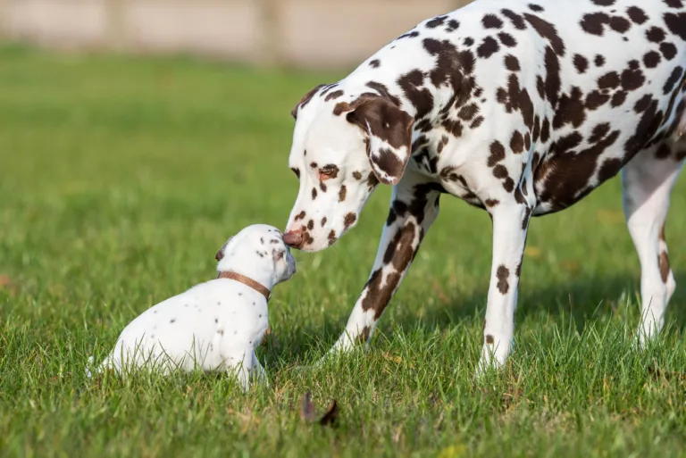 26. Lebenstag - B-Wurf (12)
