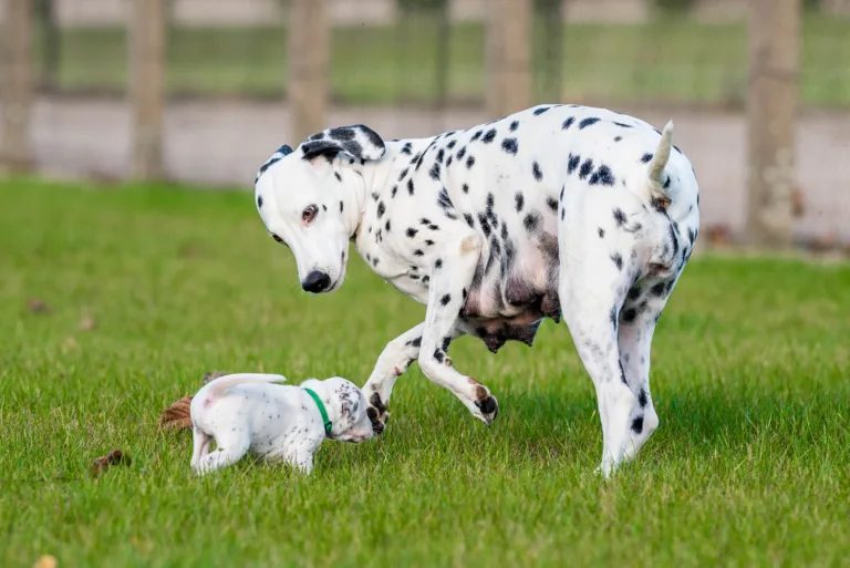 26. Lebenstag - B-Wurf (13)