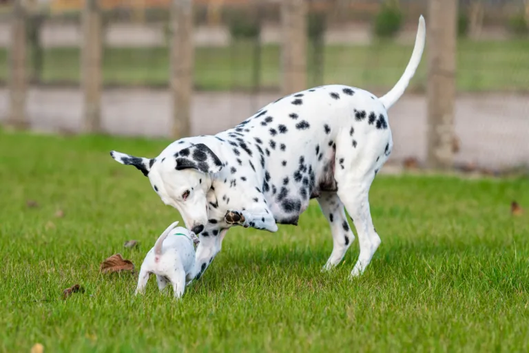 26. Lebenstag - B-Wurf (14)