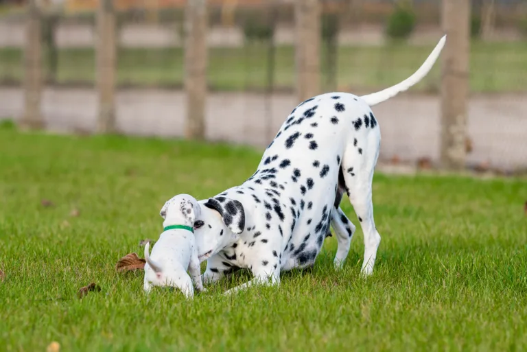 26. Lebenstag - B-Wurf (15)