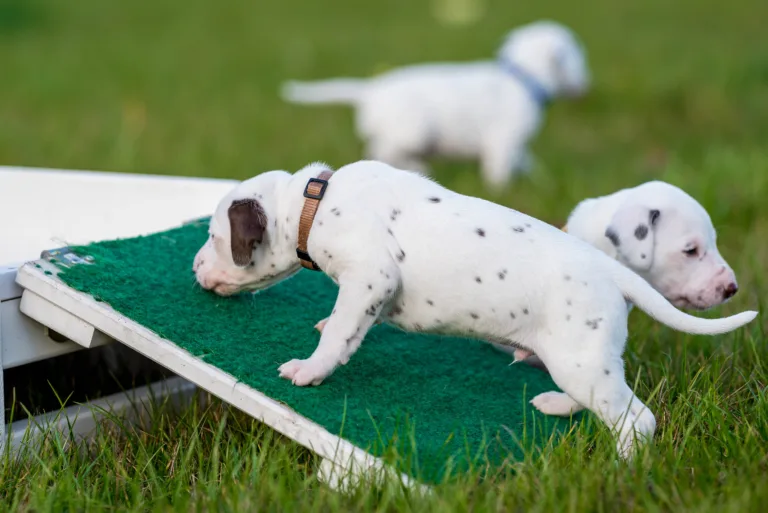 26. Lebenstag - B-Wurf (17)