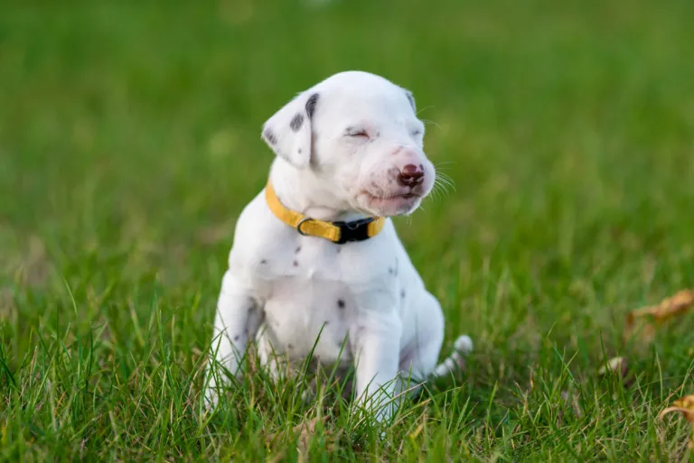 26. Lebenstag - B-Wurf (18)