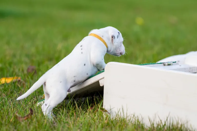 26. Lebenstag - B-Wurf (19)