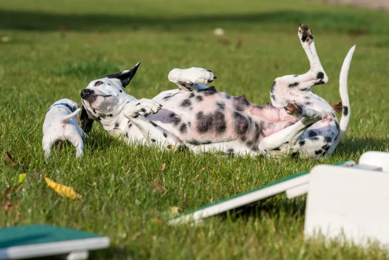 26. Lebenstag - B-Wurf (2)