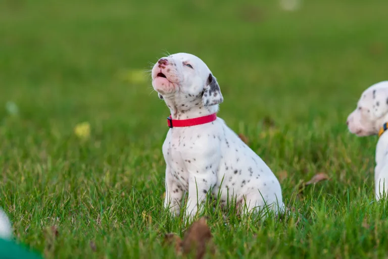 26. Lebenstag - B-Wurf (20)