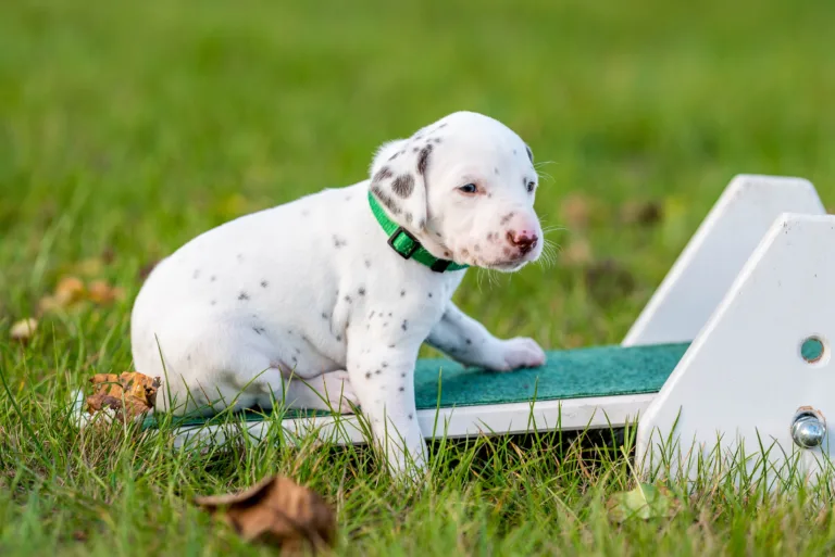 26. Lebenstag - B-Wurf (21)
