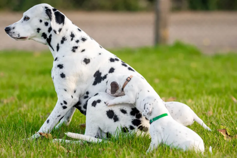 26. Lebenstag - B-Wurf (22)