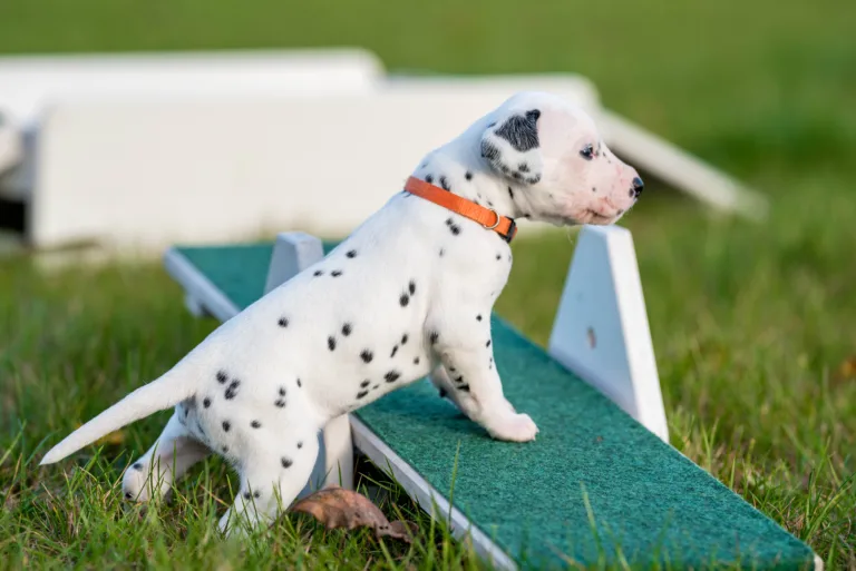 26. Lebenstag - B-Wurf (24)