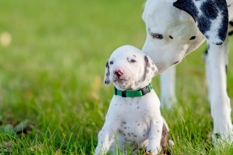 26. Lebenstag - B-Wurf (25)