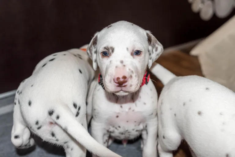 26. Lebenstag - B-Wurf (28)