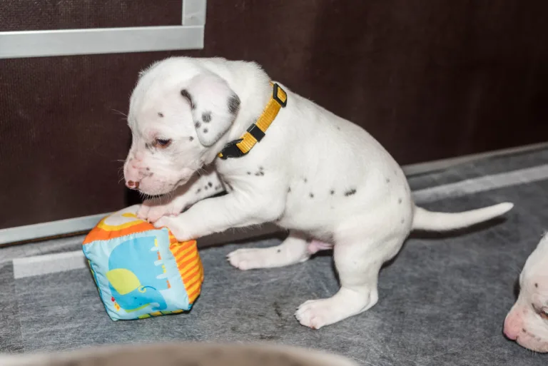 26. Lebenstag - B-Wurf (29)