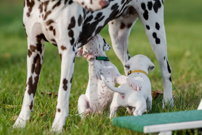 26. Lebenstag - B-Wurf (3)