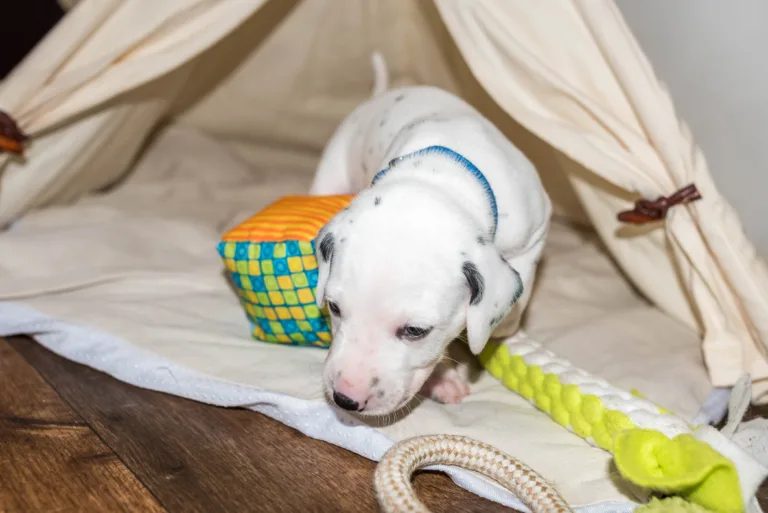 26. Lebenstag - B-Wurf (30)