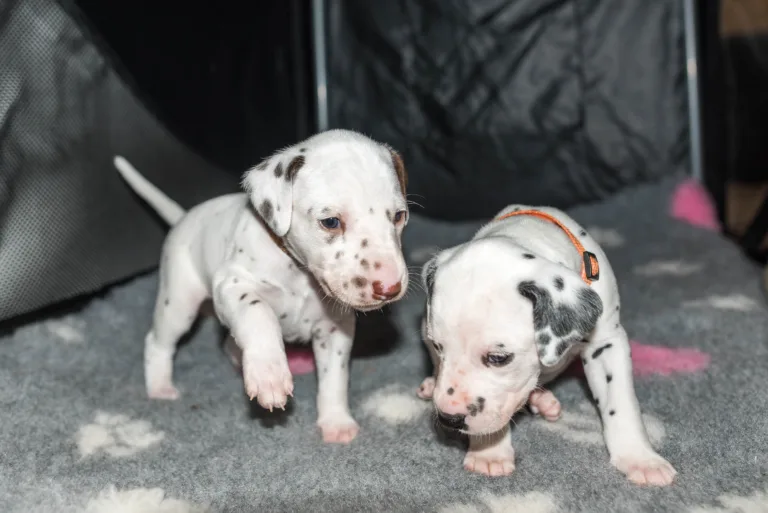 26. Lebenstag - B-Wurf (31)