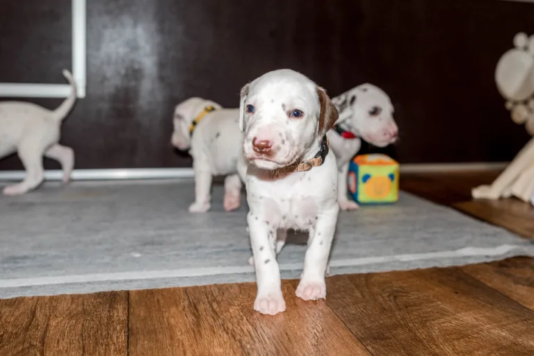 26. Lebenstag - B-Wurf (33)