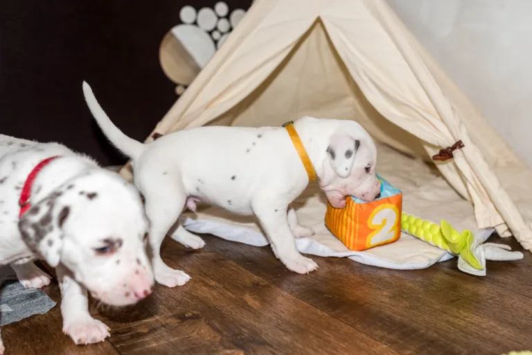 26. Lebenstag - B-Wurf (34)