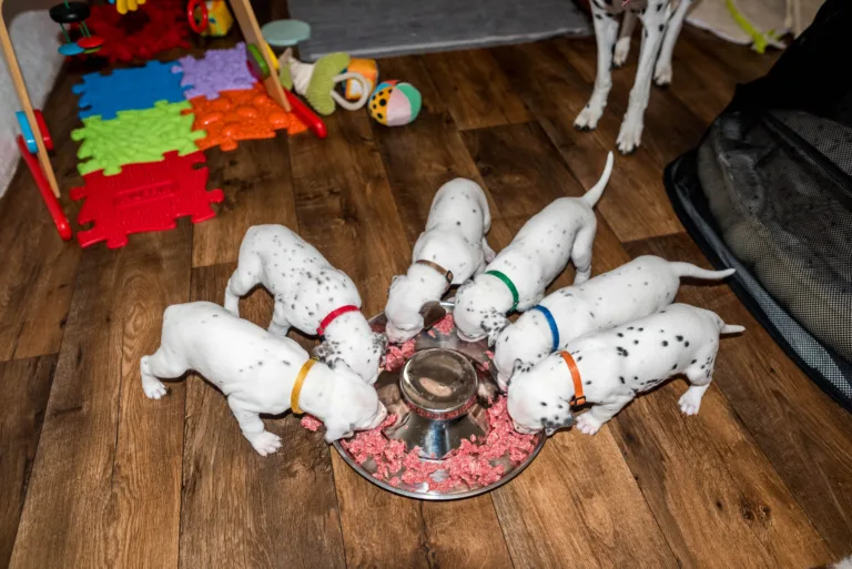 26. Lebenstag - B-Wurf (35)