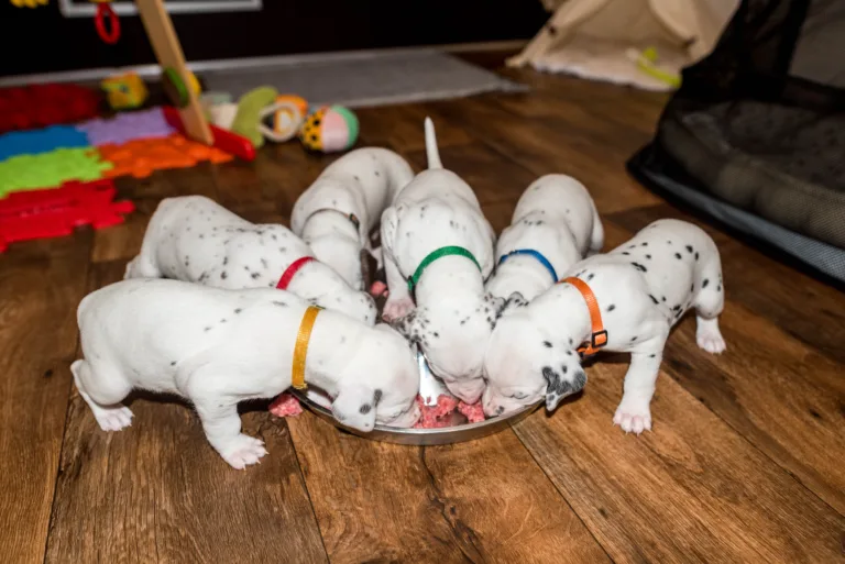 26. Lebenstag - B-Wurf (36)