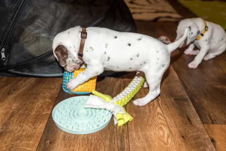 26. Lebenstag - B-Wurf (37)