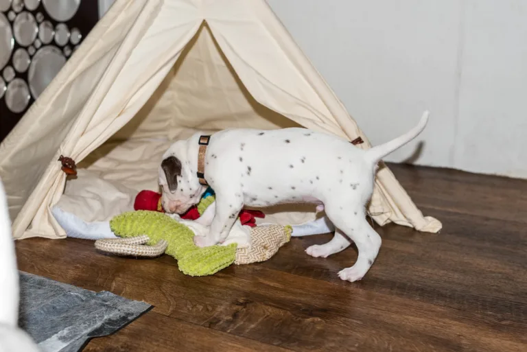 26. Lebenstag - B-Wurf (38)