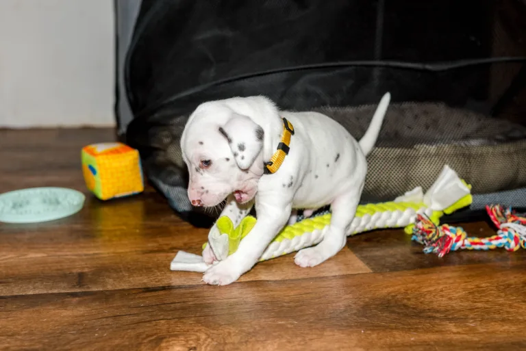 26. Lebenstag - B-Wurf (39)