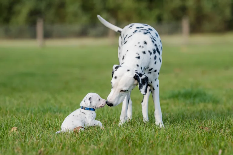 26. Lebenstag - B-Wurf (4)