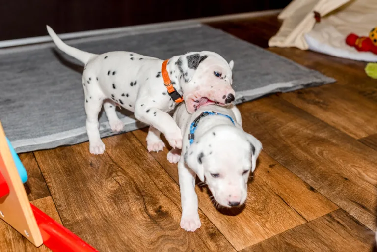 26. Lebenstag - B-Wurf (40)