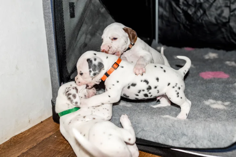 26. Lebenstag - B-Wurf (42)