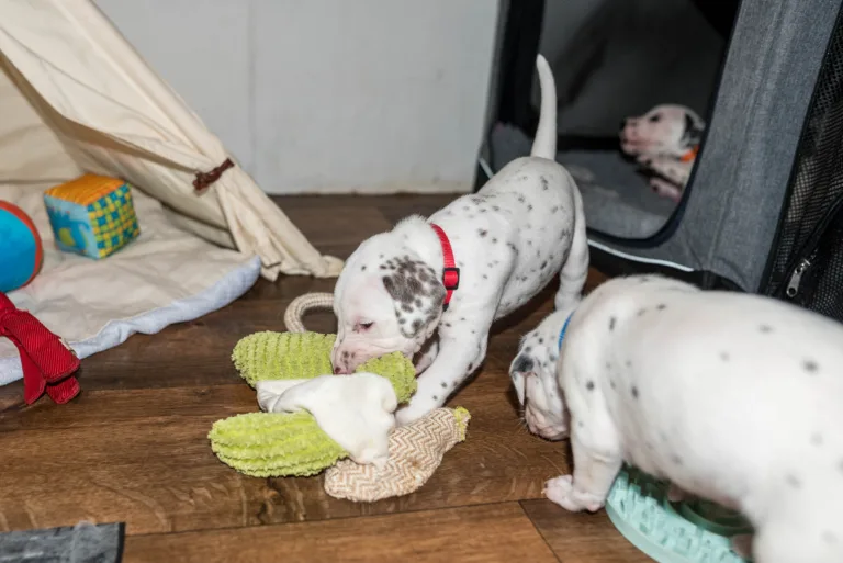 26. Lebenstag - B-Wurf (43)