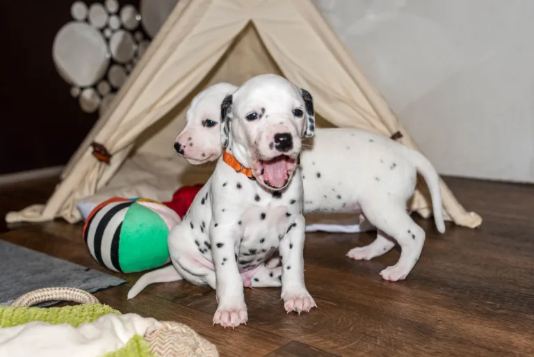 26. Lebenstag - B-Wurf (44)