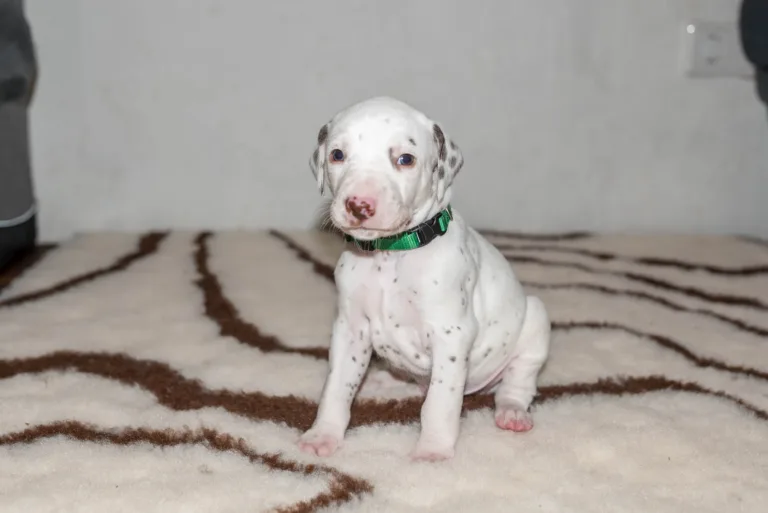 26. Lebenstag - B-Wurf (45)